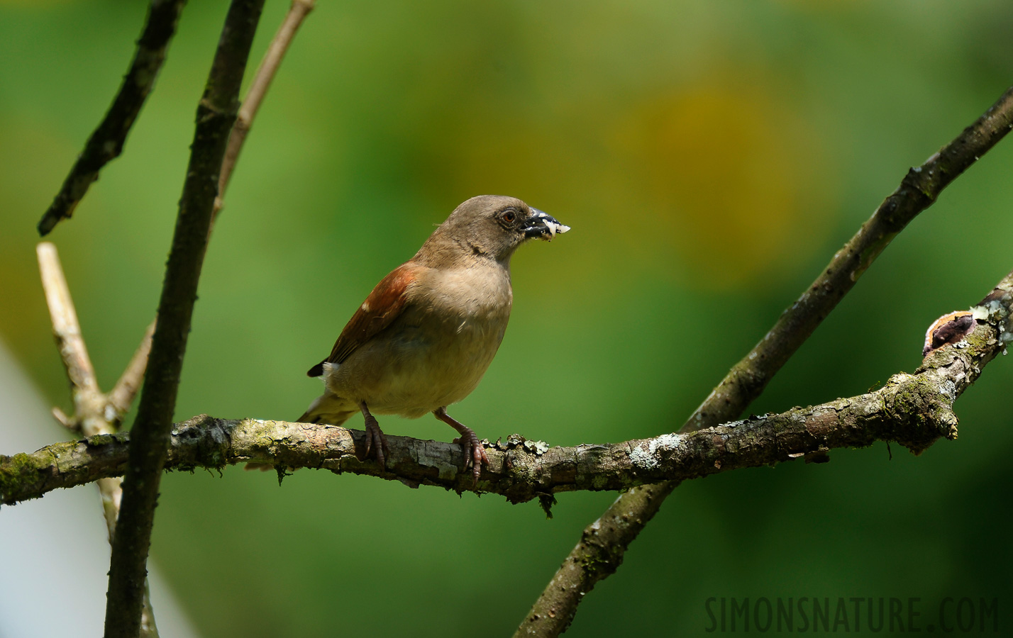 Passer griseus [550 mm, 1/640 sec at f / 5.6, ISO 400]